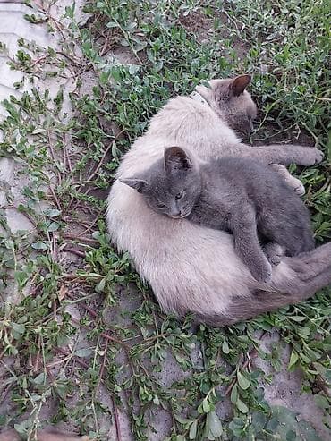 бесплатно кошка: Девочка, Приучена к лотку — 1
