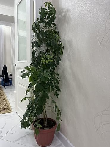 комнатные пионы купить: Комнатные растения в горшках: 1) Эпипремнум (потос) «Golden/Marble — 8