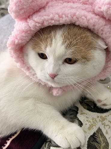 котята вислоухие: Вязка: Шотландский вислоухий Кот(Scottish Fold) 1 год,мальчик ищем — 1