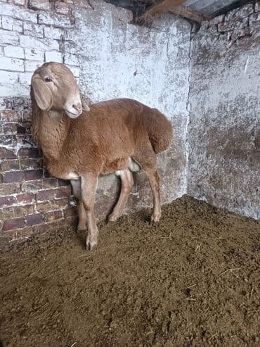 эркек ит: Сатам | Кочкор (эркек) | Эдильбай | Көбөйтүү үчүн | Асыл тукумдуу — 4