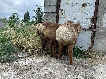 Айыл-чарба жаныбарлары: Сатам | Козу | Арашан | Көбөйтүү үчүн — 4