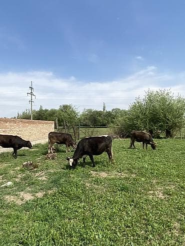 меренос бараны: Продаю | Корова (самка) | Полукровка | Для разведения | Стельные — 2