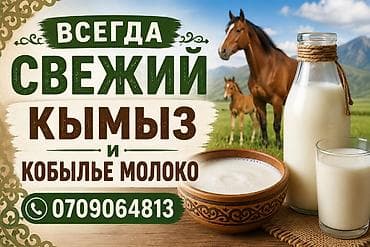 мясо продаю: Кымыз и кобылье молоко всегда в наличии свежее домашнее чистое — 1