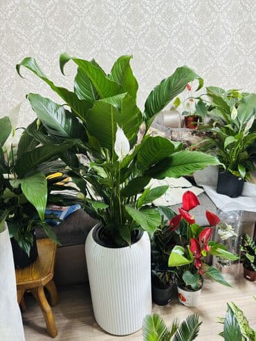 кастюм дед мороз: #Сатифиллум Себастьян - Вид: Spathiphyllum (женское счастье) — 2