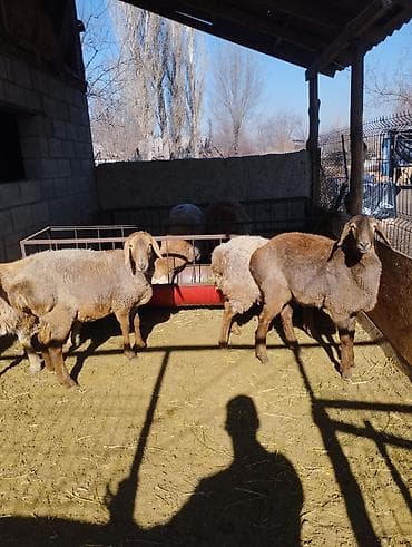 баран допер: Продаю | Ягненок | Арашан | Для разведения | Ярка — 2
