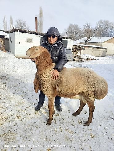 поросята дюрок купить: Продаю | Баран (самец) | Арашан | Для разведения | Осеменитель — 3