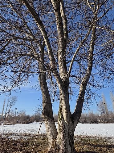 кызыл кияа: Грецкие Орехи! Продаю два больших дерева грецкий орехов, отлично — 5