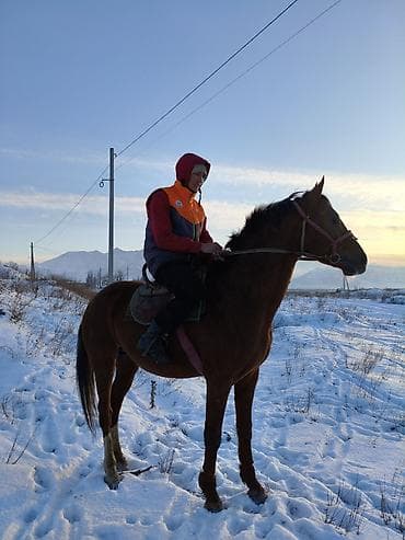 жорго жылкы: Сатам | Жылкы (эркек) | Аргын | Ат спорту — 7