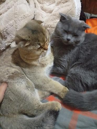 кошка шотланка: Скотиш Фолд (Шотландская вислоухая), 8 месяцев, Мальчик, Голубой, С прививками — 8