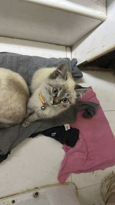 купить шотландского вислоухого котенка: Сиамская, 4 месяца, Мальчик, Приучена к лотку — 5