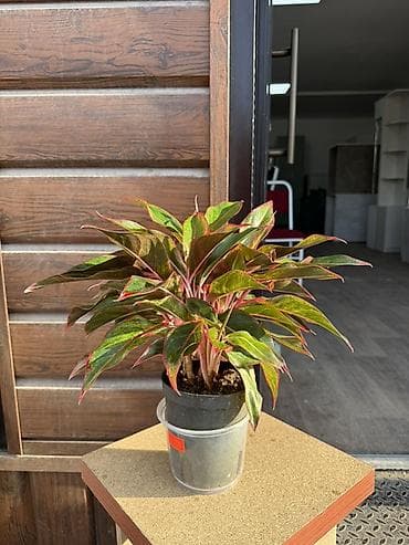 Комнатные растения в горшках — для дома и офиса В ассортименте на