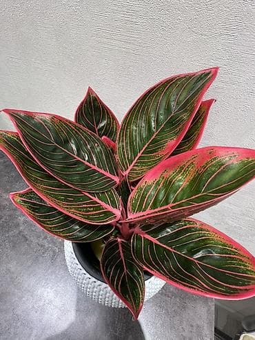 Монстерлер: Комнатные растения в напольных кашпо - Аглаонема (зелёные листья с — 8