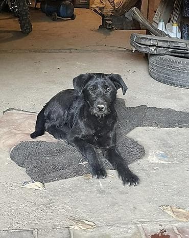 Собака даром: Дворняжка, 6 месяцев, Самка, С прививкой