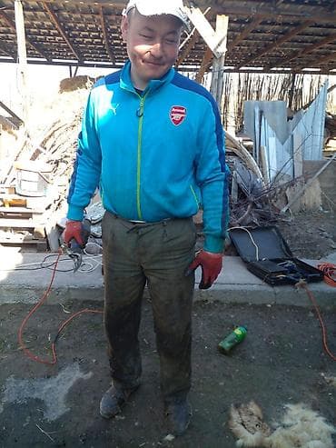 кой эдилбай: Профессиональная стрижка овец на электрических машинках: работаем на — 6