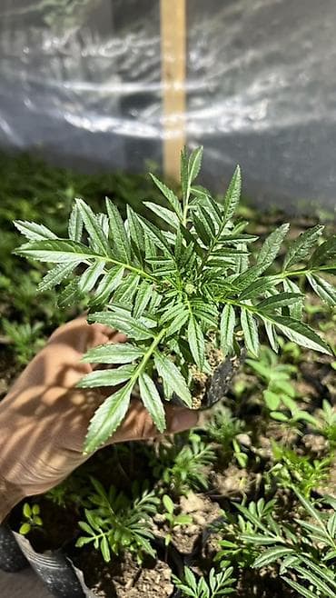 Үй жана бакча: Адрес г. Ош Штука 20 сом Оптом 15 сом Рассадa бархатцев (Tagetes) в — 1