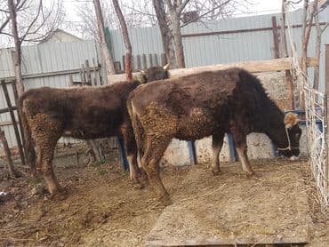 продаю карова: Продаю | Тёлка | На откорм — 5