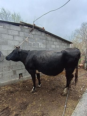 ош мышык: Сатам | Уй (ургаачы) | Сүт алуу үчүн | Байланган — 1