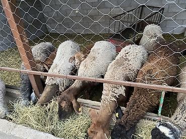 плодные матки: Продаю | Овца (самка) | Для разведения — 4