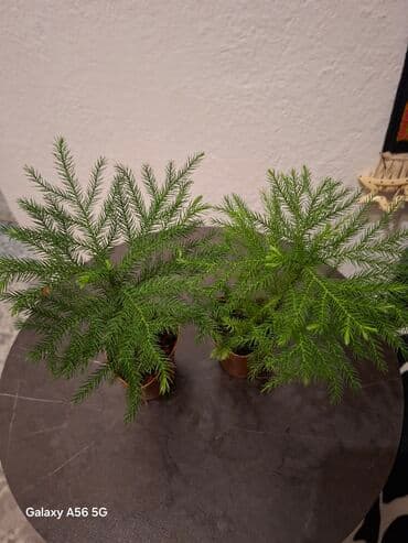 навесной шкаф для посуды на кухню: Продается. спатифилум женское счастье крупномер Араукария — 3