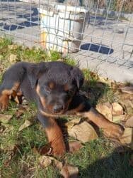 отдам даром щенка ротвейлера: Ротвейлер, 2 месяца, Самец, С прививкой, С родословной — 5