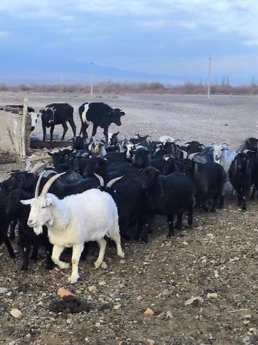 белая кошка: Продаю | Коза (самка) | Для разведения — 6