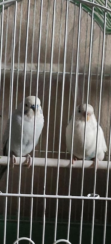 купить попугайчика: Ярко голубой мальчик и нежная жёлтая девочка. Очень молодая пара! — 1