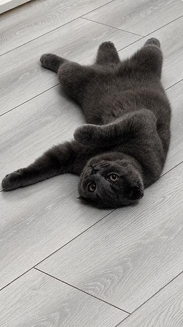 Мышык кууту: Шотландский вислоухий кот серого (blue) окраса. Молодой, но уже — 2
