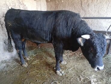 продаю связи с переездом: Продаю | Бык (самец) | На откорм | Племенные — 2
