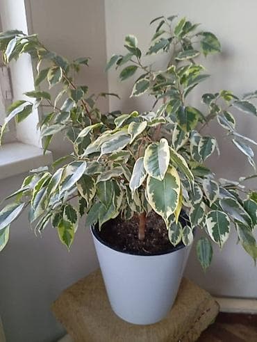 фикус бенджамина цена: Фикус Бенджамина вариегатный (Ficus benjamina) в декоративном кашпо — 1
