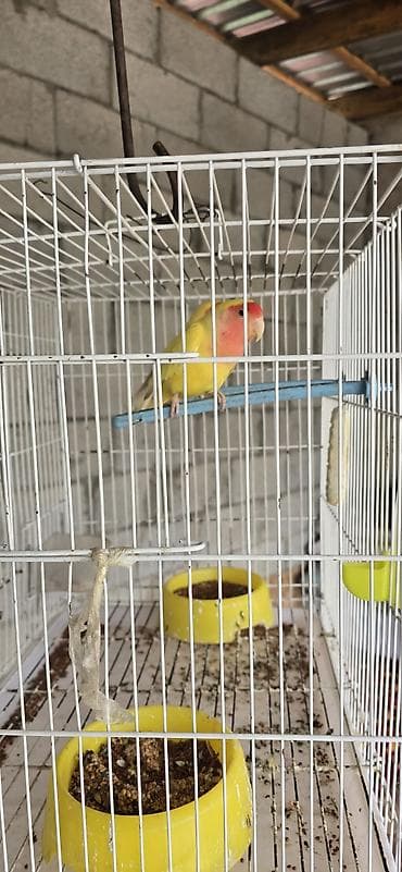 попугай: Пара неразлучников (Agapornis) жёлтого окраса с розово-красной маской — 1