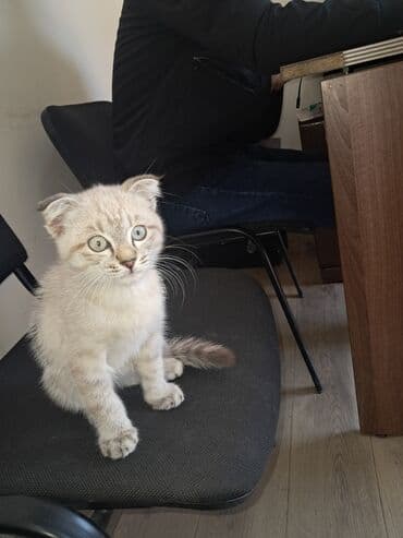 продажа домашних животных: Котёнок с вислыми ушками - Порода/тип: домашний котёнок с вислоухими — 2