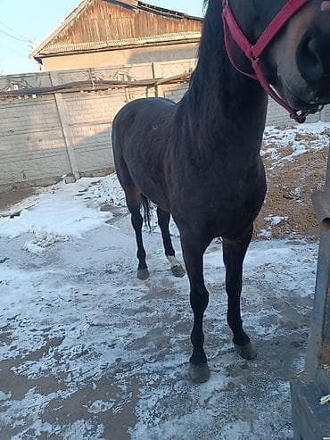 Другие животные: Продаю | Конь (самец) | Английская — 3