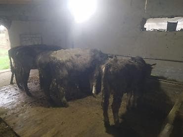 Башка жаныбарлар: Сатам | Бука (эркек) | Бордоп семиртүү үчүн | Байланган — 1