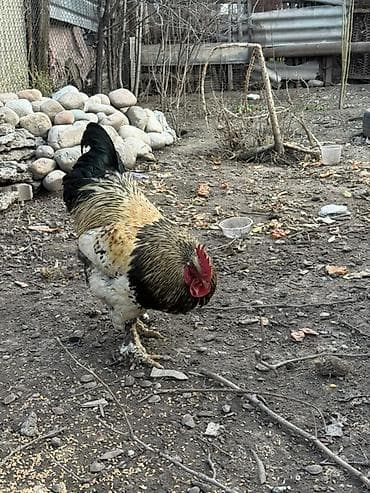 петух хай лайн: Продаю | Петух | Для разведения — 4