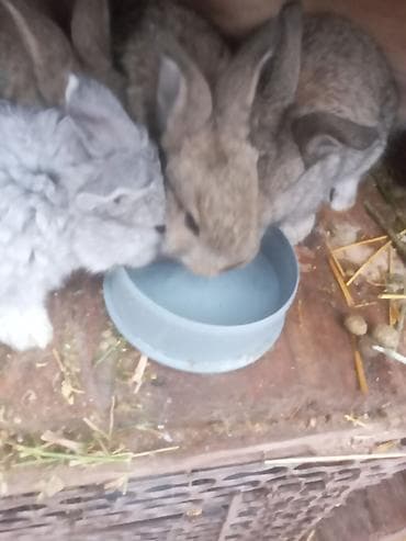 куры домашный: Продаю | Крольчата — 1