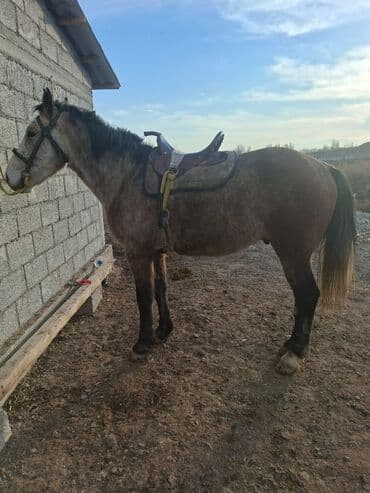 шинки дратхара: Продаю | Конь (самец) | Рабочий — 3