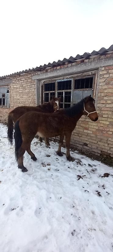 домашный тоок: Сатам | Байтал | Жумушка — 3