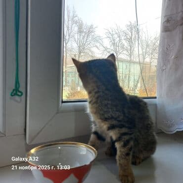 клетка перепелка: Домашняя, ласковая, мурчащая - отдадим в добрые руки с приданным, у — 1