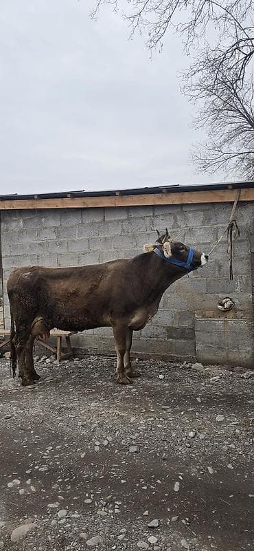 Аквариумдар: Сатам | Уй (ургаачы) | Көбөйтүү үчүн | Байланган — 5