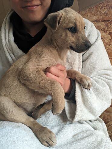 Щенки метисы, короткошёрстные, среднего предполагаемого размера. Окрас