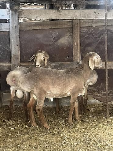 Продаю | Баран (самец) | Арашан | Для разведения | Племенные at lalafo.kg Продаю | Баран (самец) | Арашан | Для разведения | Племенные