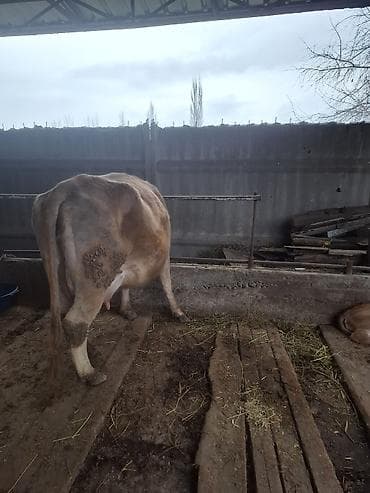 Башка жаныбарлар: Сатам | Уй (ургаачы) | Швиц | Сүт алуу үчүн — 3