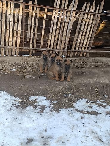 сколько стоит тайская кошка: Овчарка, 2 месяца, Самец — 3