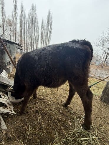купить калифорнийского червя: Продаю | Музоо, торпок | На откорм | Искусственник — 8