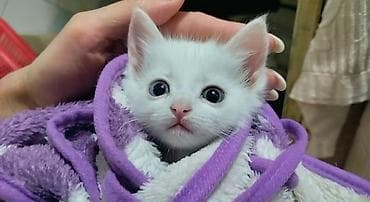 Као-мани, 1 месяц, Девочка, Белый