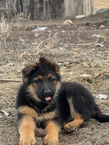 умная собака: Звонить по номеру цена договорная — 2