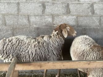 овцы меринос цена: Сатам | Ургаачы кой (ургаачы) | Арашан | Көбөйтүү үчүн | Ургаачы — 2