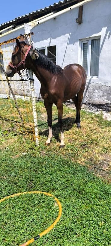 в связи с переездом отдам попугая жако в добрые руки: Продаю | Жеребенок | Рабочий — 4