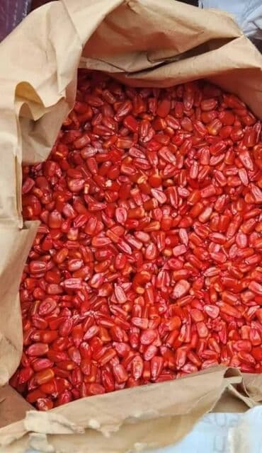 семена кукурузы бишкек: Семена: Кукуруза, Бесплатная доставка — 3