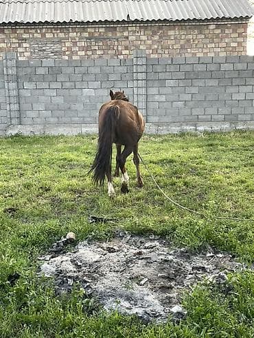 беде пресс: Продаю | Кобыла (самка) | Рабочий — 3